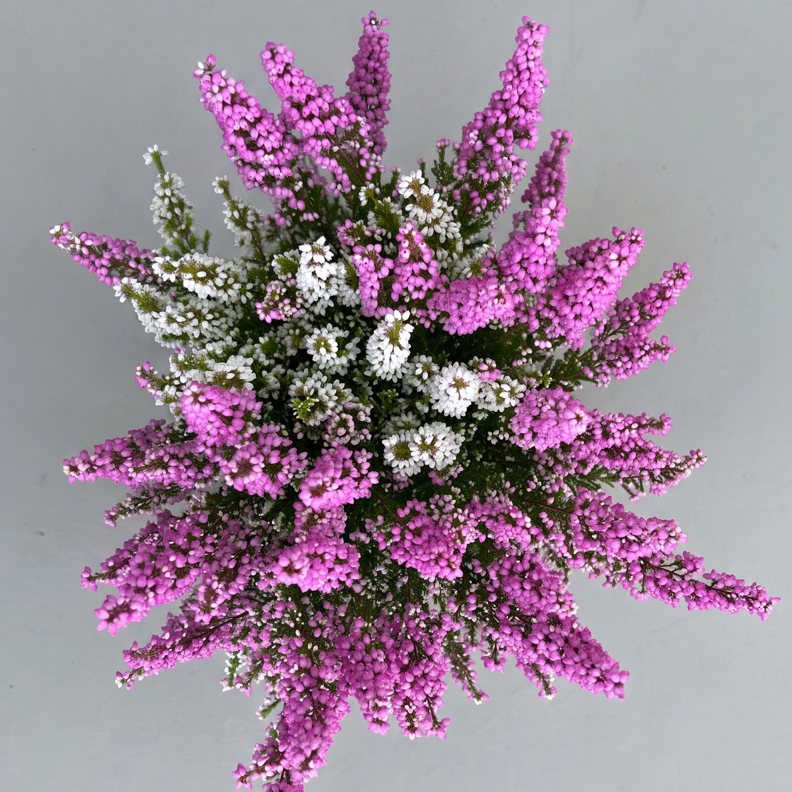 Glockenheide 'Duo', rosa-weiß, Topf-Ø 11 cm, 6 Pflanzen Glockenheide 'Duo', rosa-weiß, Topf-Ø 11 cm, 6 Pflanzen