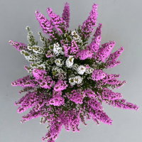 Glockenheide 'Duo', rosa-weiß, Topf-Ø 11 cm, 6 Pflanzen Glockenheide 'Duo', rosa-weiß, Topf-Ø 11 cm, 6 Pflanzen