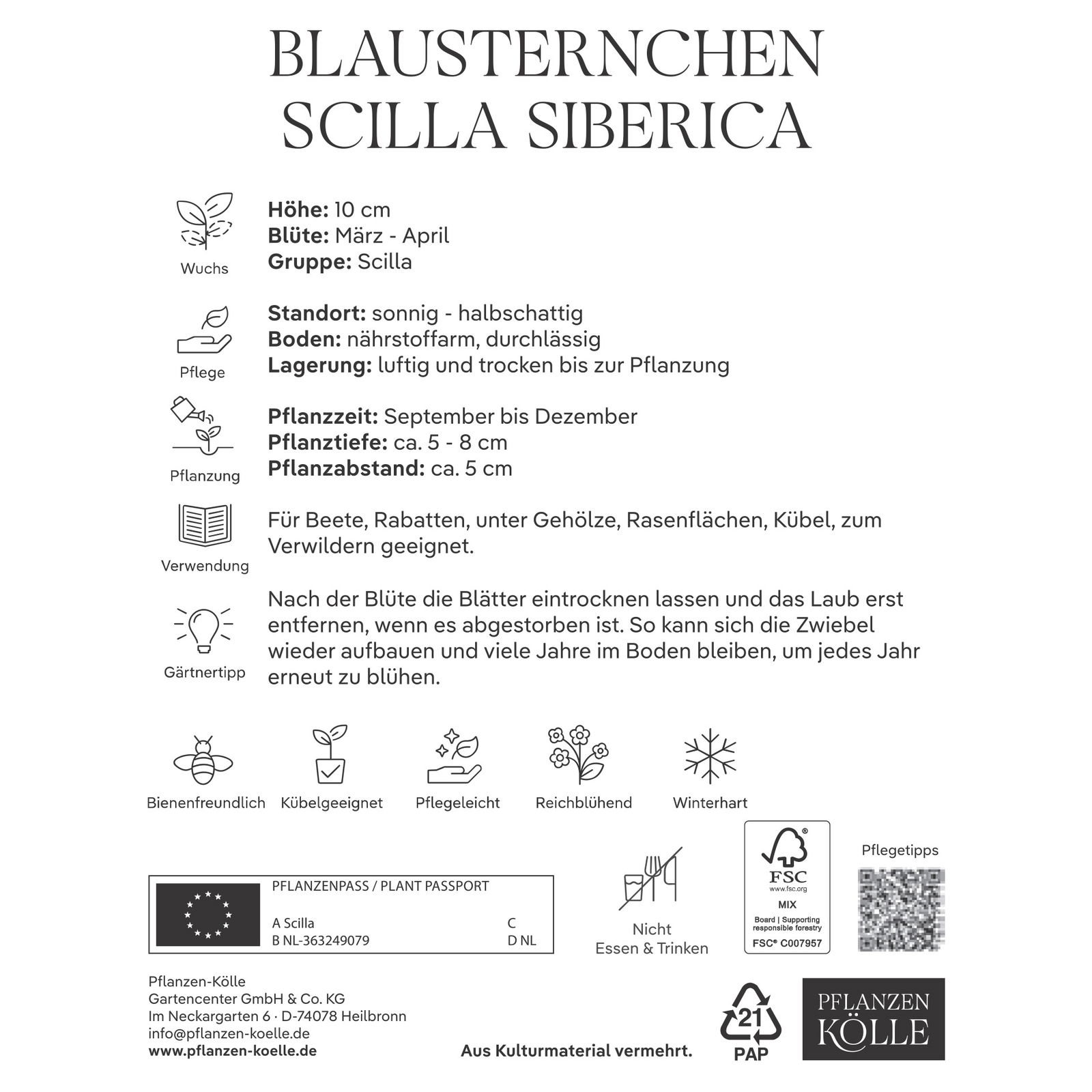 Blausternchen (Scilla Siberica) blau, 15 Blumenzwiebeln