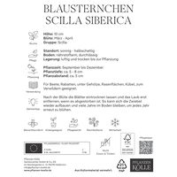 Blausternchen (Scilla Siberica) blau, 15 Blumenzwiebeln