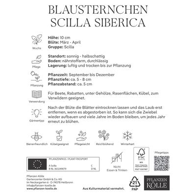 Blausternchen (Scilla Siberica) blau, 15 Blumenzwiebeln Blausternchen (Scilla Siberica) blau, 15 Blumenzwiebeln