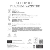 Kölles Beste Schopfige Traubenhyazinthe, 10 Blumenzwiebeln Kölles Beste Schopfige Traubenhyazinthe, 10 Blumenzwiebeln