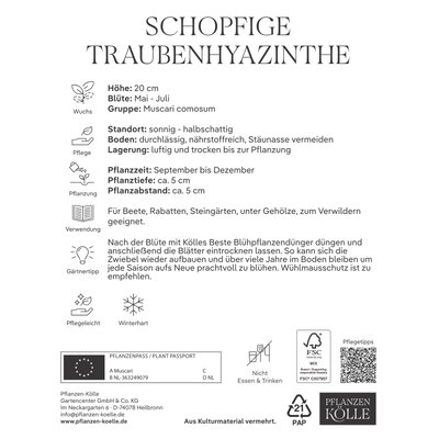 Kölles Beste Schopfige Traubenhyazinthe, 10 Blumenzwiebeln Kölles Beste Schopfige Traubenhyazinthe, 10 Blumenzwiebeln