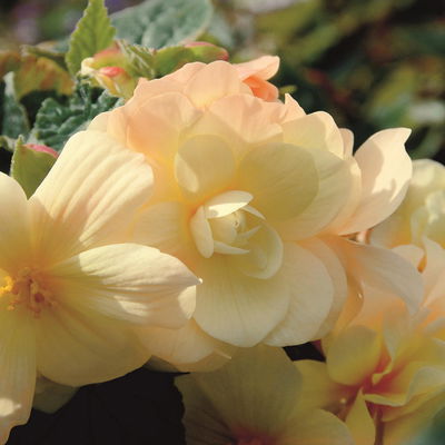 Begonie aufrecht, Farbe zufällig, Topf-Ø 13 cm, 6 Pflanzen Begonie aufrecht, Farbe zufällig, Topf-Ø 13 cm, 6 Pflanzen