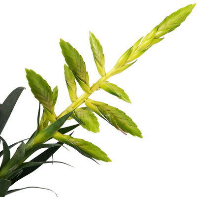 Tillandsia oerstediana, Topf-Ø 12 cm, mit Korb Maki, Höhe ca. 50 cm Tillandsia oerstediana, Topf-Ø 12 cm, mit Korb Maki, Höhe ca. 50 cm