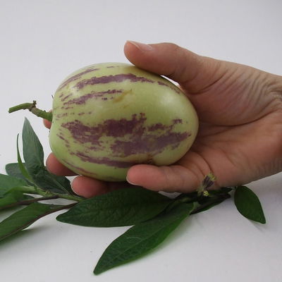 Blu Bio Pepino, Topf-Ø 12 cm, 3er Set