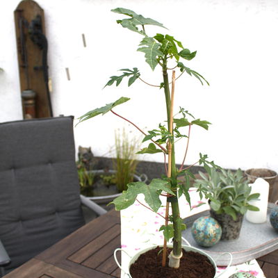 Blu Bio Papayapflanze, Topf-Ø 12 cm, 2er Set Blu Bio Papayapflanze, Topf-Ø 12 cm, 2er Set