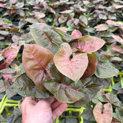 Syngonium 'Maria', Topf-Ø 12cm, 2 Pflanzen