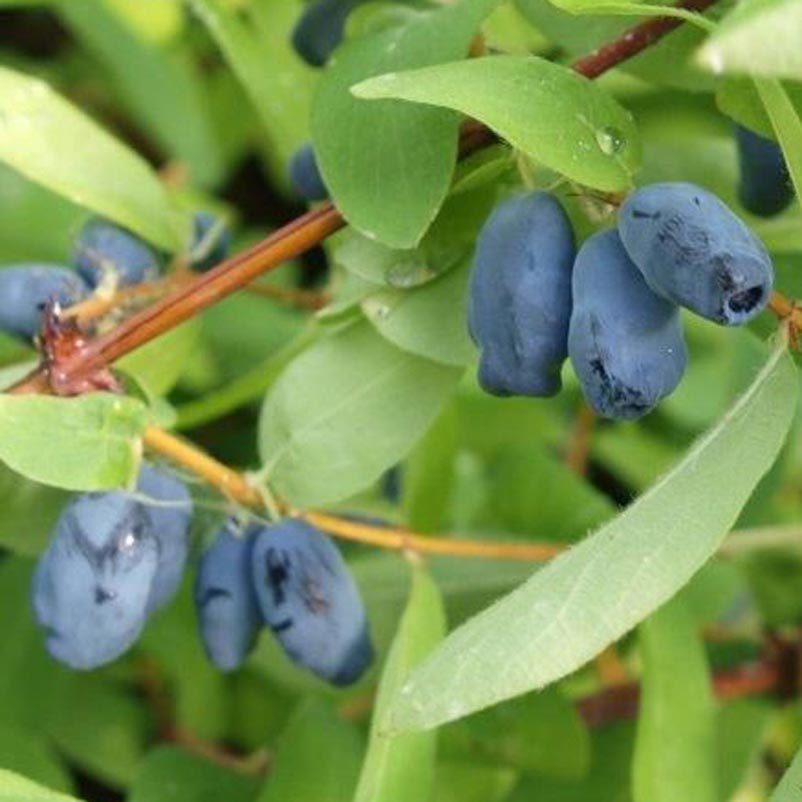 Sibirische Blaubeere MyBerry® 'Bee' jetzt bei PflanzenKölle kaufen
