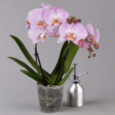 Phalaenopsis 'Spirit' rosa, 2 Rispen, Topf-Ø 12 cm, Höhe ca. 50 cm Phalaenopsis 'Spirit' rosa, 2 Rispen, Topf-Ø 12 cm, Höhe ca. 50 cm