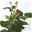 Duftende Edelrose 'Charisma'® magentarot, Doppelbogen, Topf 7,5 Liter