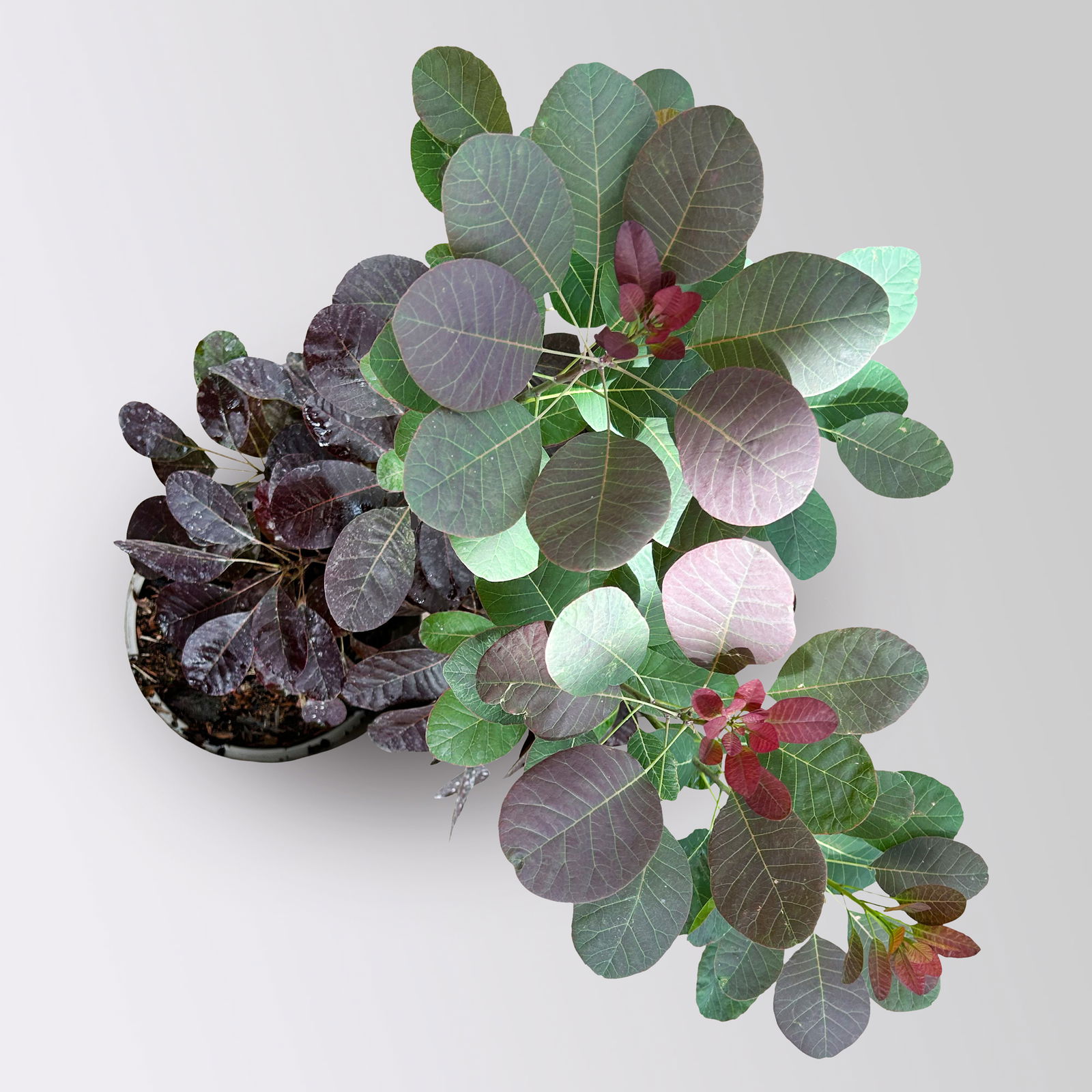 Dunkelroter Perückenstrauch 'Royal Purple', Höhe ca. 20-25 cm, Topf 3 Liter