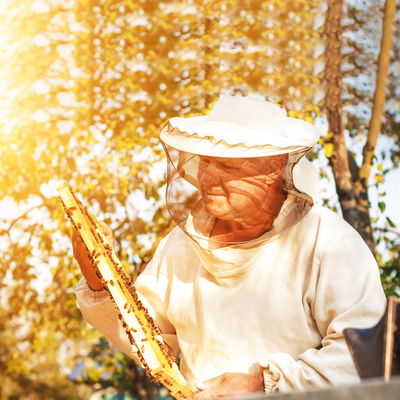 Nur in Wildau: Imkerkurs Nur in Wildau: Imkerkurs