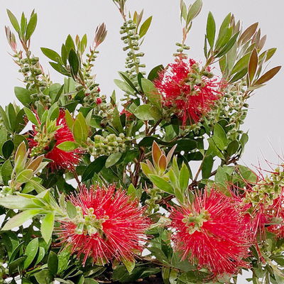 Zylinderputzer, rot, Topf-Ø 17 cm, Höhe ca. 40 cm