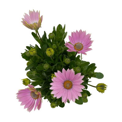 Kapkörbchen rosa, Topf-Ø 12 cm, 6er-Set