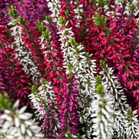 Calluna 'Beauty Ladies® Milca-Trio', lila-rot-weiß, Topf-Ø 11 cm, 6 Pflanzen Calluna 'Beauty Ladies® Milca-Trio', lila-rot-weiß, Topf-Ø 11 cm, 6 Pflanzen