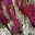 Calluna 'Beauty Ladies® Milca-Trio', lila-rot-weiß, Topf-Ø 11 cm, 6 Pflanzen Calluna 'Beauty Ladies® Milca-Trio', lila-rot-weiß, Topf-Ø 11 cm, 6 Pflanzen