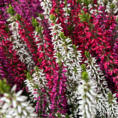 Calluna 'Beauty Ladies® Milca-Trio', lila-rot-weiß, Topf-Ø 11 cm, 6 Pflanzen Calluna 'Beauty Ladies® Milca-Trio', lila-rot-weiß, Topf-Ø 11 cm, 6 Pflanzen