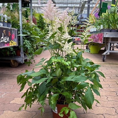 Astilbe arendsii, rosa, Topf-Ø 15 cm