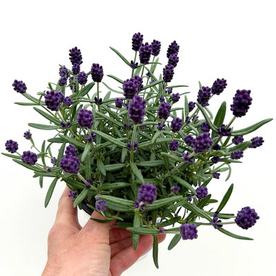 Lavendel 'Hidcote', blauviolett, Topf-Ø 12 cm, 6 Pflanzen Lavendel 'Hidcote', blauviolett, Topf-Ø 12 cm, 6 Pflanzen