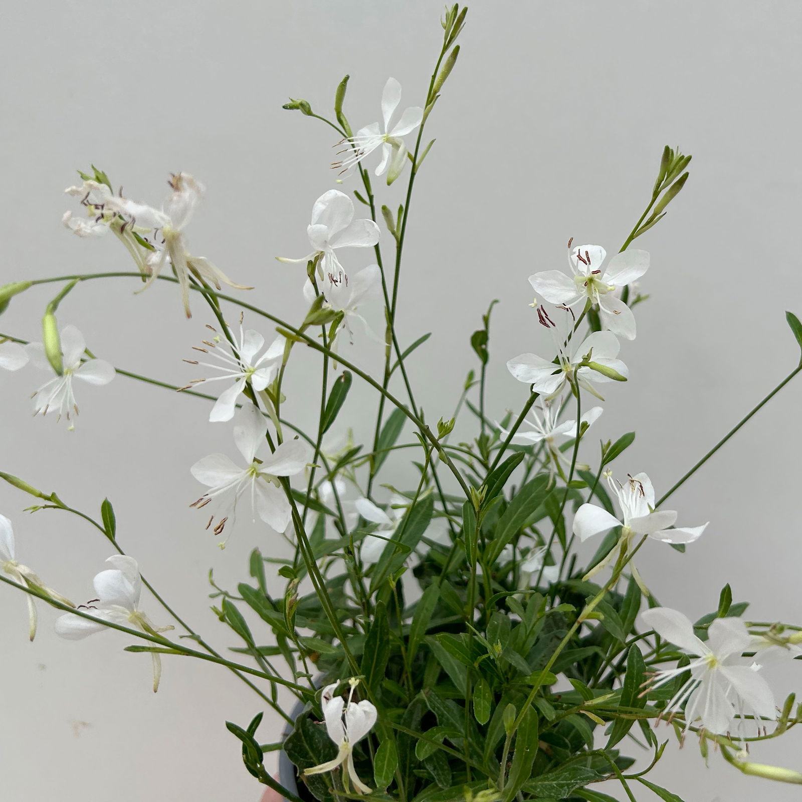 Prachtkerze, weiß, Topf-Ø 13 cm, 6 Pflanzen