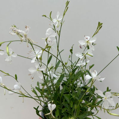 Prachtkerze, weiß, Topf-Ø 13 cm, 6 Pflanzen Prachtkerze, weiß, Topf-Ø 13 cm, 6 Pflanzen