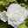 Pflanzenkreation Schatten-Sinfonie, groß, 12 Pflanzen inkl. Erde und Dünger