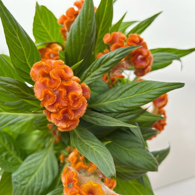 Celosia 'Tasty Twist Mix', Farben zufällig, Topf-Ø 12 cm, 6 Pflanzen Celosia 'Tasty Twist Mix', Farben zufällig, Topf-Ø 12 cm, 6 Pflanzen