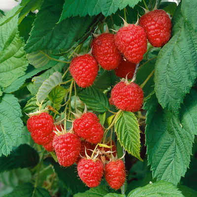Sommerhimbeeren, 'Malling Promise' & 'Schönemann', 4er-Set, Topf je 2 Liter Sommerhimbeeren, 'Malling Promise' & 'Schönemann', 4er-Set, Topf je 2 Liter