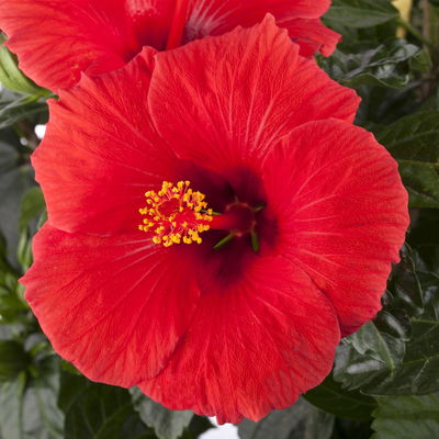 Hibiskus, rot, mit Keramiktopf Dallas weiß, Topf-Ø 13 cm, 2 Pflanzen