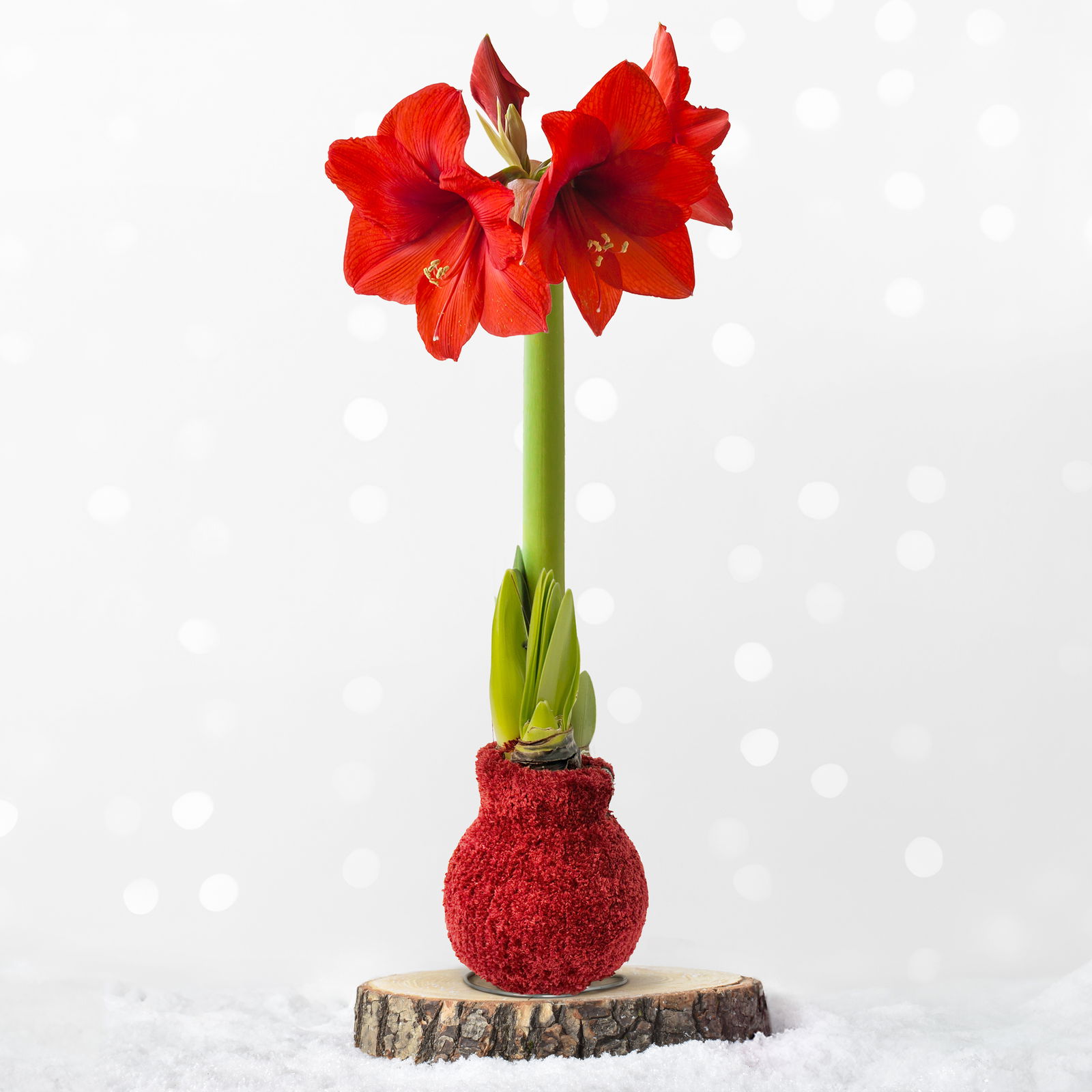 Amaryllis in Wachs, Dekor 'Pulli Cosy Teddy' nach Verfügbarkeit, Blüte rot