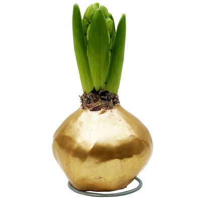 Hyazinthe in Wachs metallic gold, 4 Stück