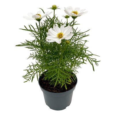 Cosmea, Farben zufällig, Topf-Ø 12 cm, Höhe ca. 25 cm, 6 Pflanzen