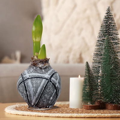 Amaryllis in Wachs, Dekor 'Supreme', Farbe zufällig, Blüte weiß, 2 Pflanzen