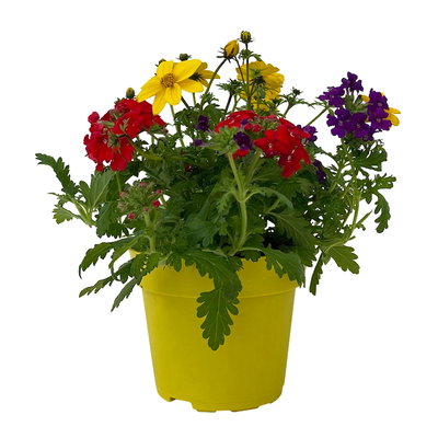 Sommerblumen Mix TrioMio™ bunt, Mix zufällig, Topf-Ø 12 cm, 6er-Set