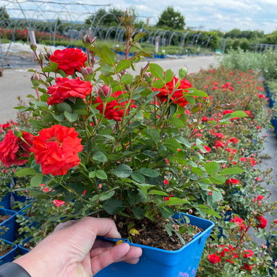 Zwergrose 'Zwergenfee 09®', orange-rot, Topf 3 Liter, 4 Pflanzen