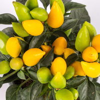 Capsicum 'Salsa Yellow', Topf-Ø 10,5, 6er-Set