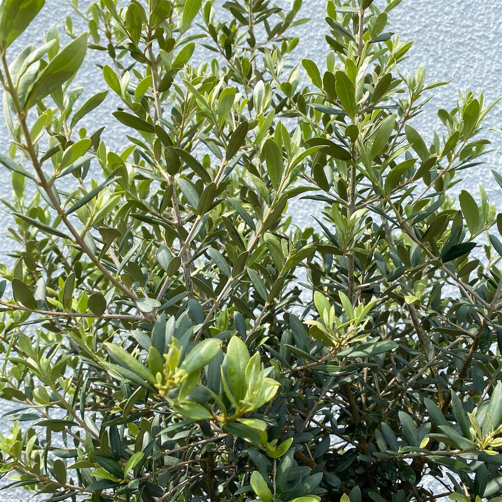 Olivenbaum 'Florida', Stamm, Topf-Ø ca. 50 cm, Höhe ca. 170 cm
