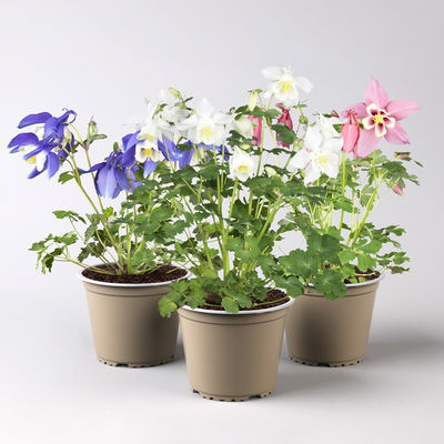 Akelei 'Spring Magic®', Farbe zufällig, Topf-Ø 13 cm, 3er-Set Akelei 'Spring Magic®', Farbe zufällig, Topf-Ø 13 cm, 3er-Set