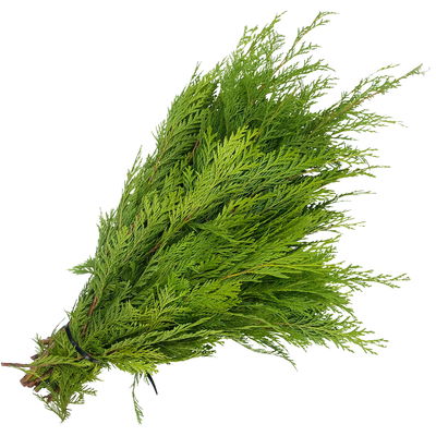 Bio Scheinzypresse im Handbund, ca. 50 cm lang, 5 Bund