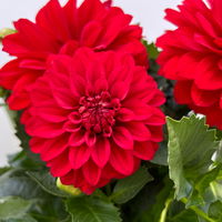 Dahlie 'Hypnotica®' rot, Topf-Ø 19 cm, 2er-Set