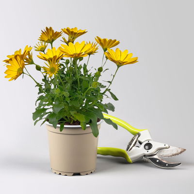 Pflanzenkreation 'Swimmingpool', 12 Pflanzen inkl. Erde und Dünger