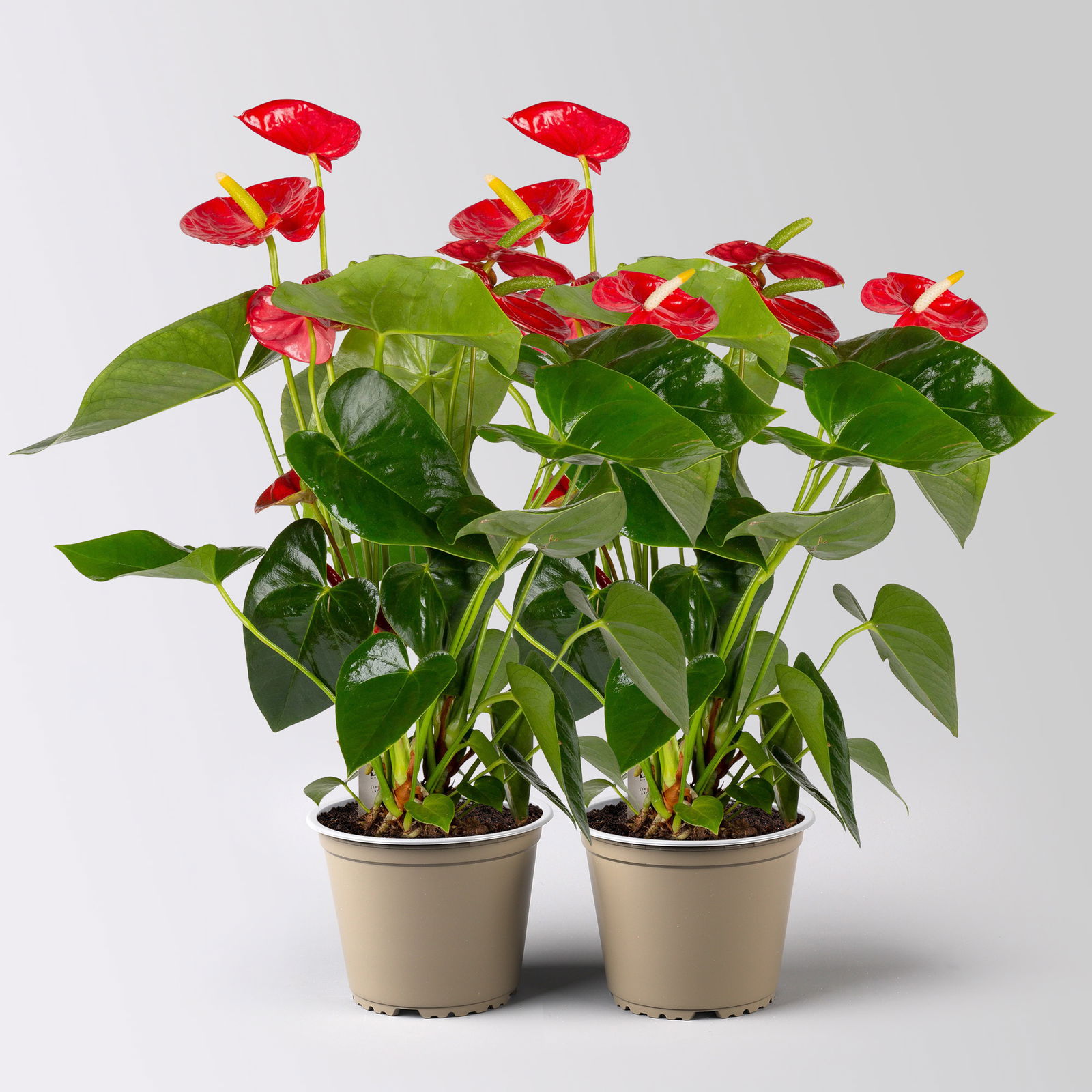 Flamingoblume 'Royal Red Champion', rot, Topf-Ø 14 cm, 2 Pflanzen Flamingoblume 'Royal Red Champion', rot, Topf-Ø 14 cm, 2 Pflanzen