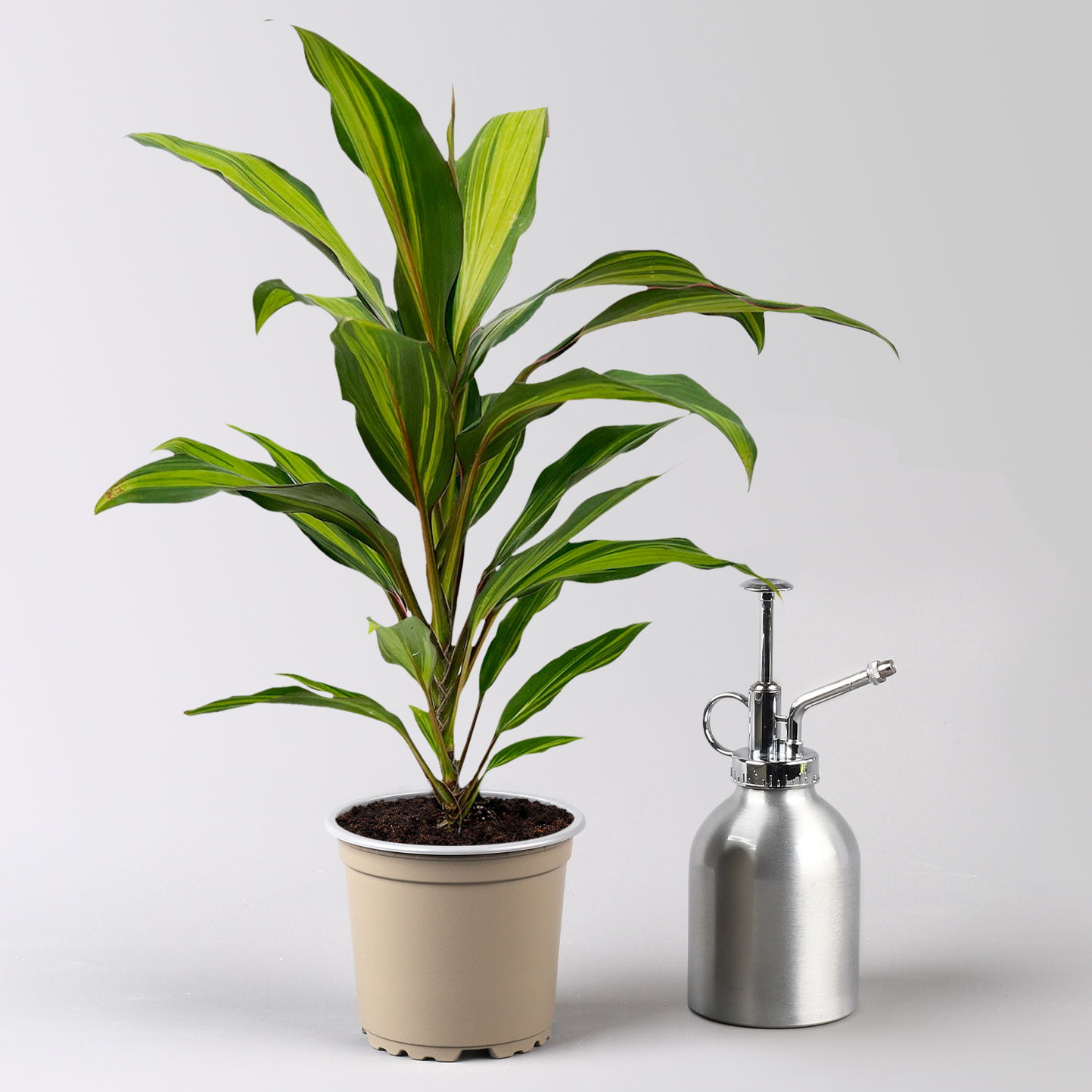 Grünpflanzenkreation 'Pflanzen-WG', Topf-Ø 12cm, inkl. Übertopf weiß, 4 Pflanzen Grünpflanzenkreation 'Pflanzen-WG', Topf-Ø 12cm, inkl. Übertopf weiß, 4 Pflanzen