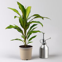 Grünpflanzenkreation 'Pflanzen-WG', Topf-Ø 12cm, inkl. Übertopf weiß, 4 Pflanzen Grünpflanzenkreation 'Pflanzen-WG', Topf-Ø 12cm, inkl. Übertopf weiß, 4 Pflanzen