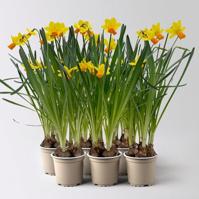 Narzisse 'Jetfire' gelb-orange, vorgetrieben, Topf-Ø 10 cm, 6 Pflanzen