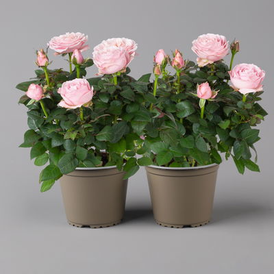 Rose Infinity, rosa, Topf-Ø 14 cm, 2 Pflanzen