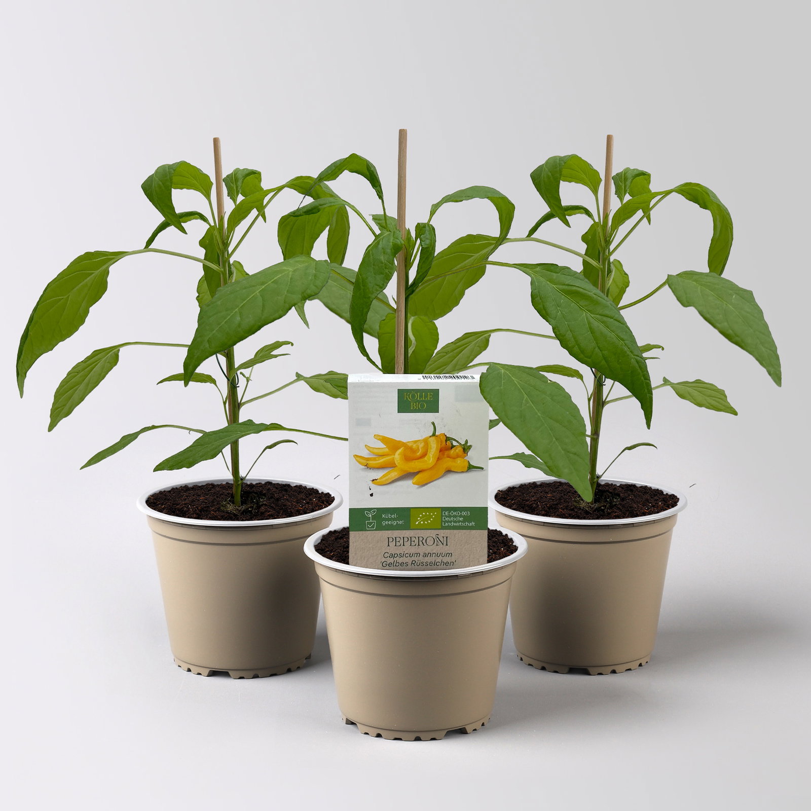 Bio Peperoni 'Gelbes Rüsselchen', Topf-Ø 12 cm, 3 Pflanzen