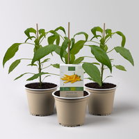 Bio Peperoni 'Gelbes Rüsselchen', Topf-Ø 12 cm, 3 Pflanzen