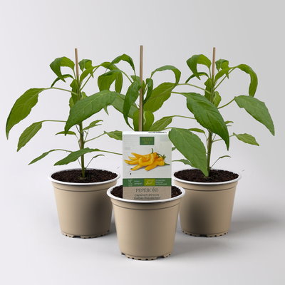 Bio Peperoni 'Gelbes Rüsselchen', Topf-Ø 12 cm, 3 Pflanzen